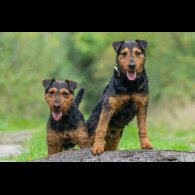 Lakeland Terrier