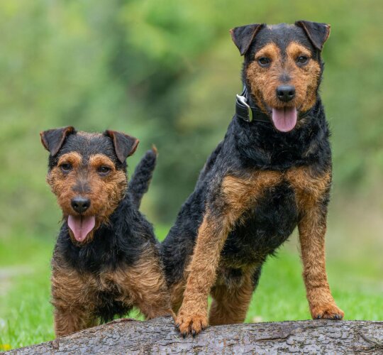 Lakeland Terrier