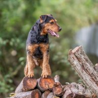 Lakeland Terrier