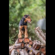 Lakeland Terrier