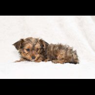 Yorkshire Terrier - Both