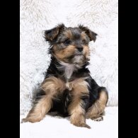 Yorkshire Terrier - Both