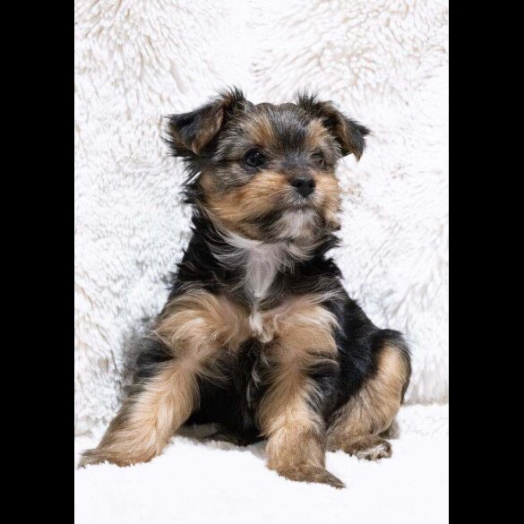 Yorkshire Terrier - Both