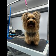 Yorkshire Terrier - Dogs