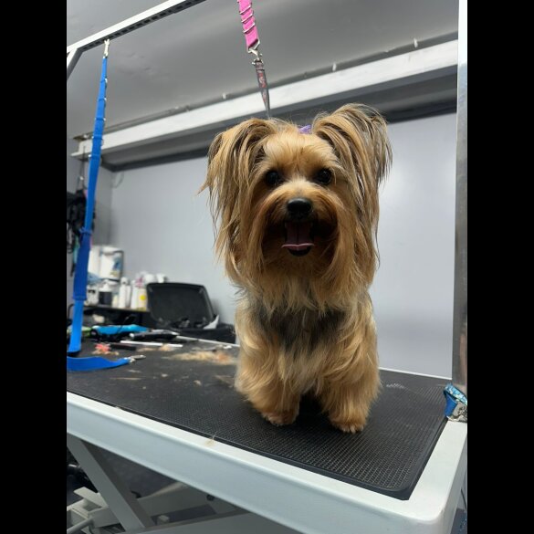 Yorkshire Terrier - Dogs