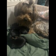 Yorkshire Terrier - Dogs