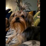 Yorkshire Terrier - Dogs