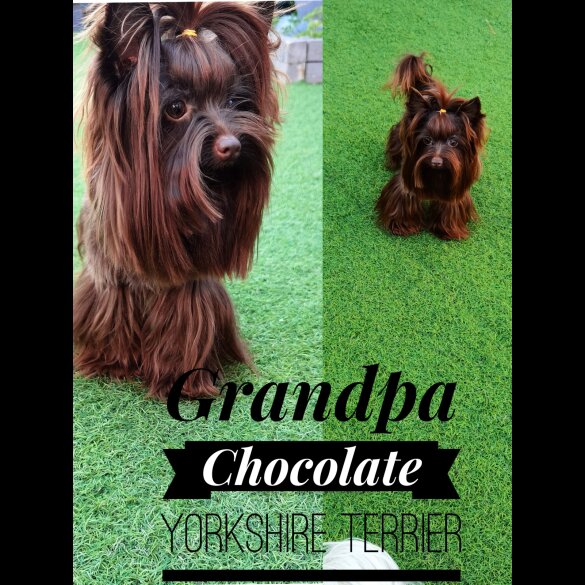 Yorkshire Terrier - Both