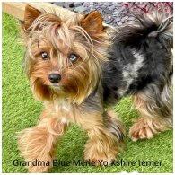 Yorkshire Terrier - Both