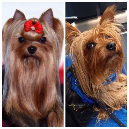 Yorkshire Terrier - Both