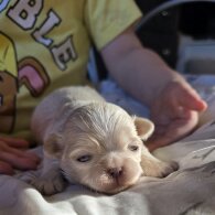 Shih Tzu - Dogs