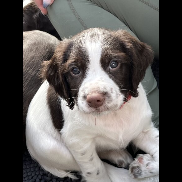 Sprocker Spaniel - Dogs