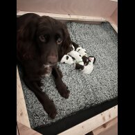 Sprocker Spaniel - Dogs