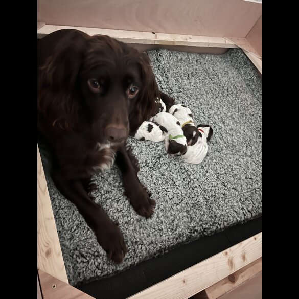 Sprocker Spaniel - Dogs