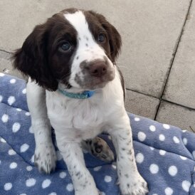 Sprocker Spaniel - Dogs