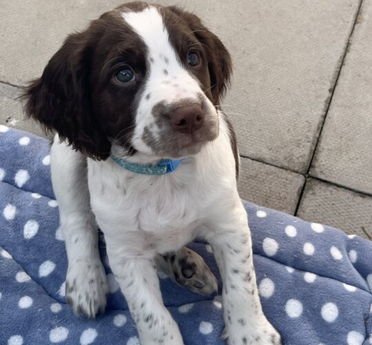 Sprocker Spaniel