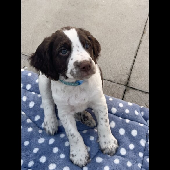 Sprocker Spaniel - Dogs