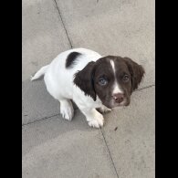 Sprocker Spaniel - Dogs