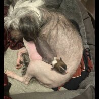 Chinese Crested - Dogs