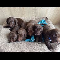 Sprocker Spaniel - Both