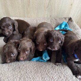 Sprocker Spaniel - Both