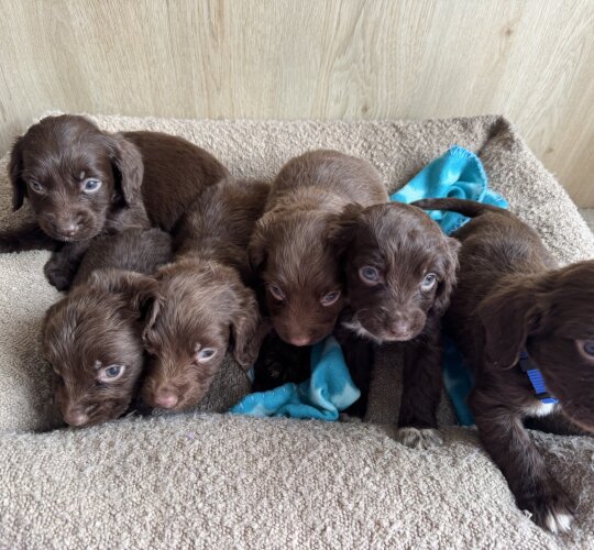 Sprocker Spaniel