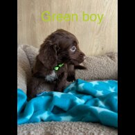 Sprocker Spaniel - Both