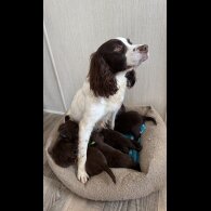 Sprocker Spaniel - Both