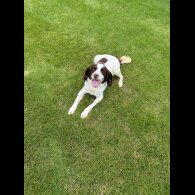 Sprocker Spaniel - Both