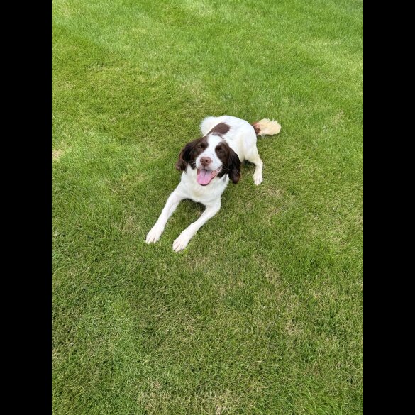 Sprocker Spaniel - Both