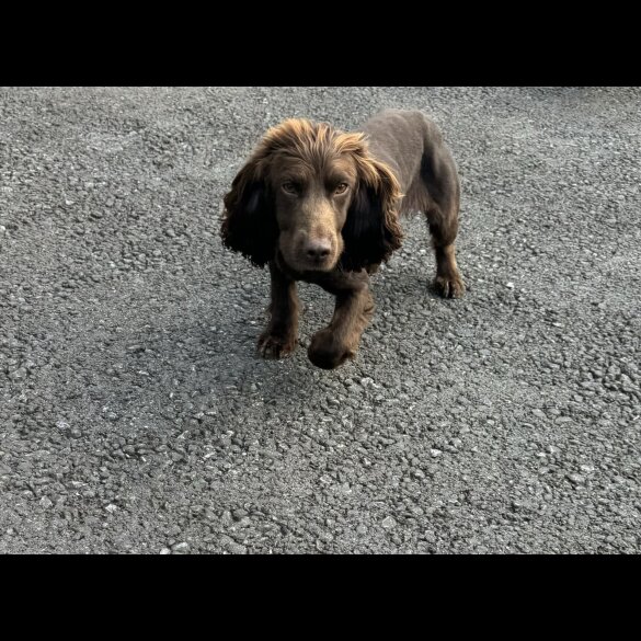 Sprocker Spaniel - Both