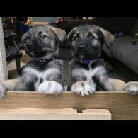 Mixed Breed - Both