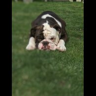 Dorset Olde Tyme Bulldogge - Both