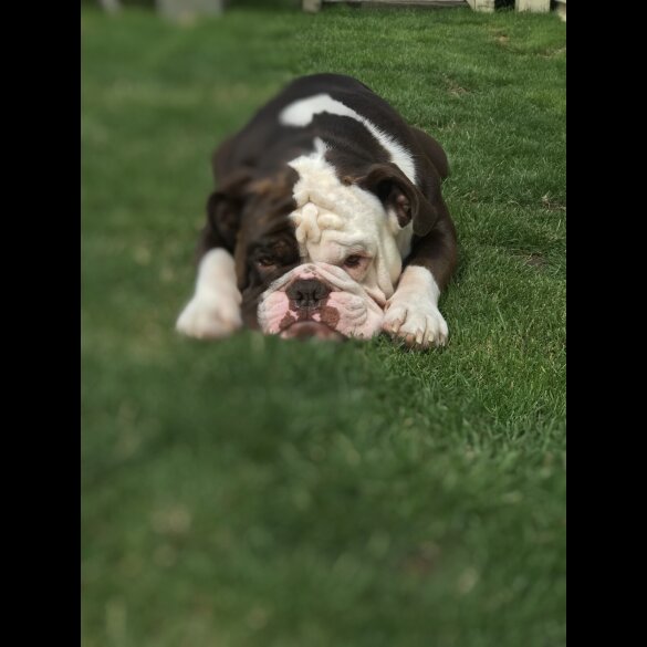 Dorset Olde Tyme Bulldogge - Both