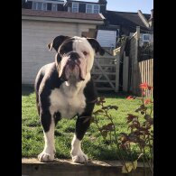 Dorset Olde Tyme Bulldogge - Both