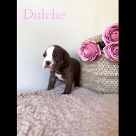 Dorset Olde Tyme Bulldogge - Both