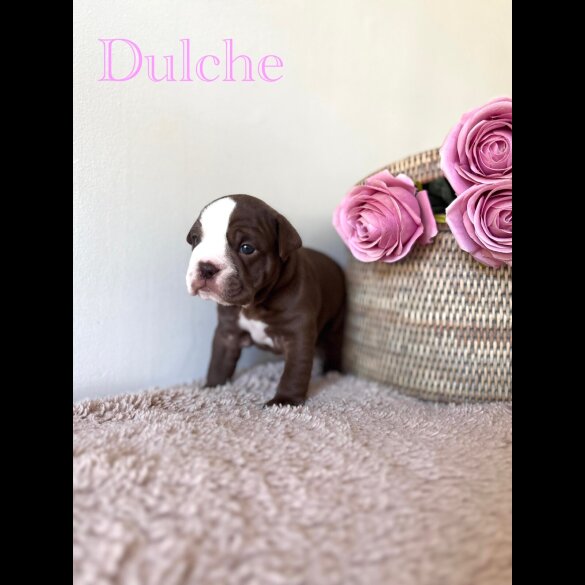 Dorset Olde Tyme Bulldogge - Both