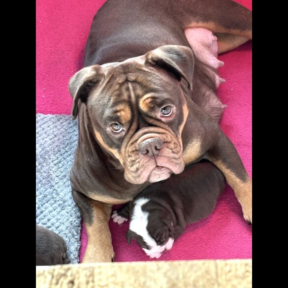 Dorset Olde Tyme Bulldogge - Both