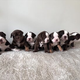 Dorset Olde Tyme Bulldogge - Both