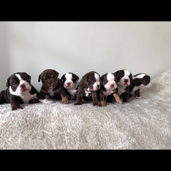 Dorset Olde Tyme Bulldogge - Both