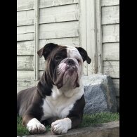 Dorset Olde Tyme Bulldogge - Both