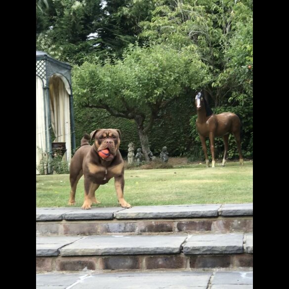 Dorset Olde Tyme Bulldogge - Both