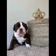 Dorset Olde Tyme Bulldogge - Both