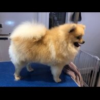 Pomeranian - Both