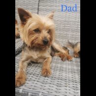 Yorkshire Terrier - Dogs