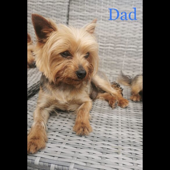 Yorkshire Terrier - Dogs