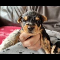 Yorkshire Terrier - Dogs