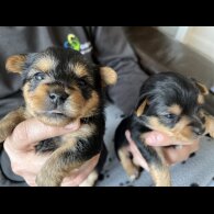 Yorkshire Terrier - Dogs