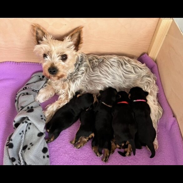 Yorkshire Terrier - Dogs