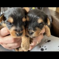 Yorkshire Terrier - Dogs